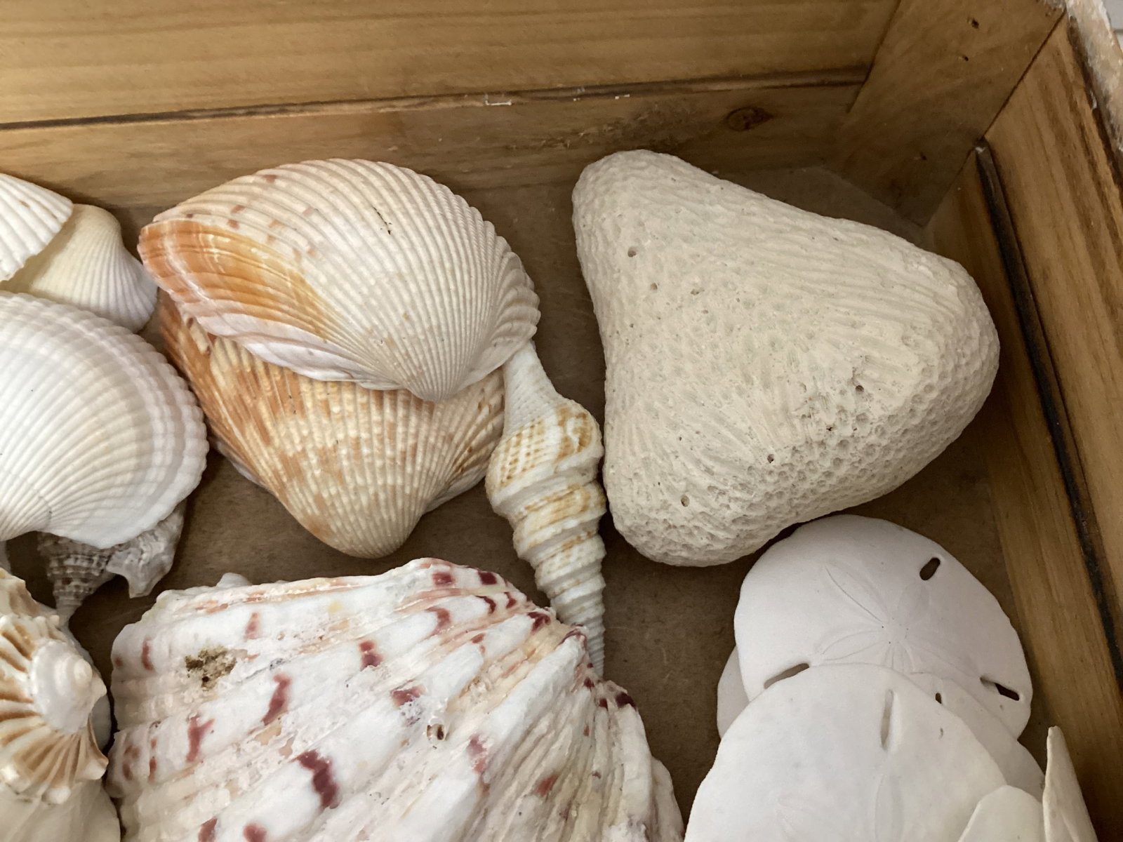Seashells - 6