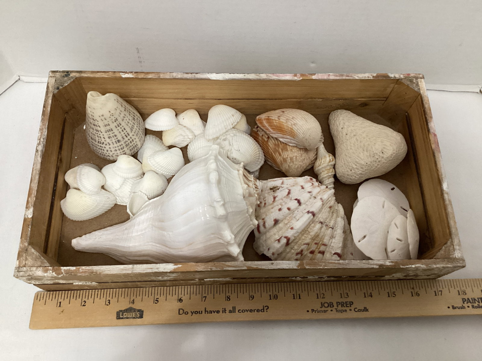 Seashells - 7