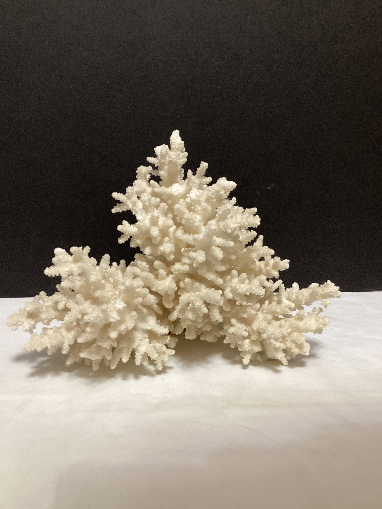 Faux Coral: 6 1/2" h