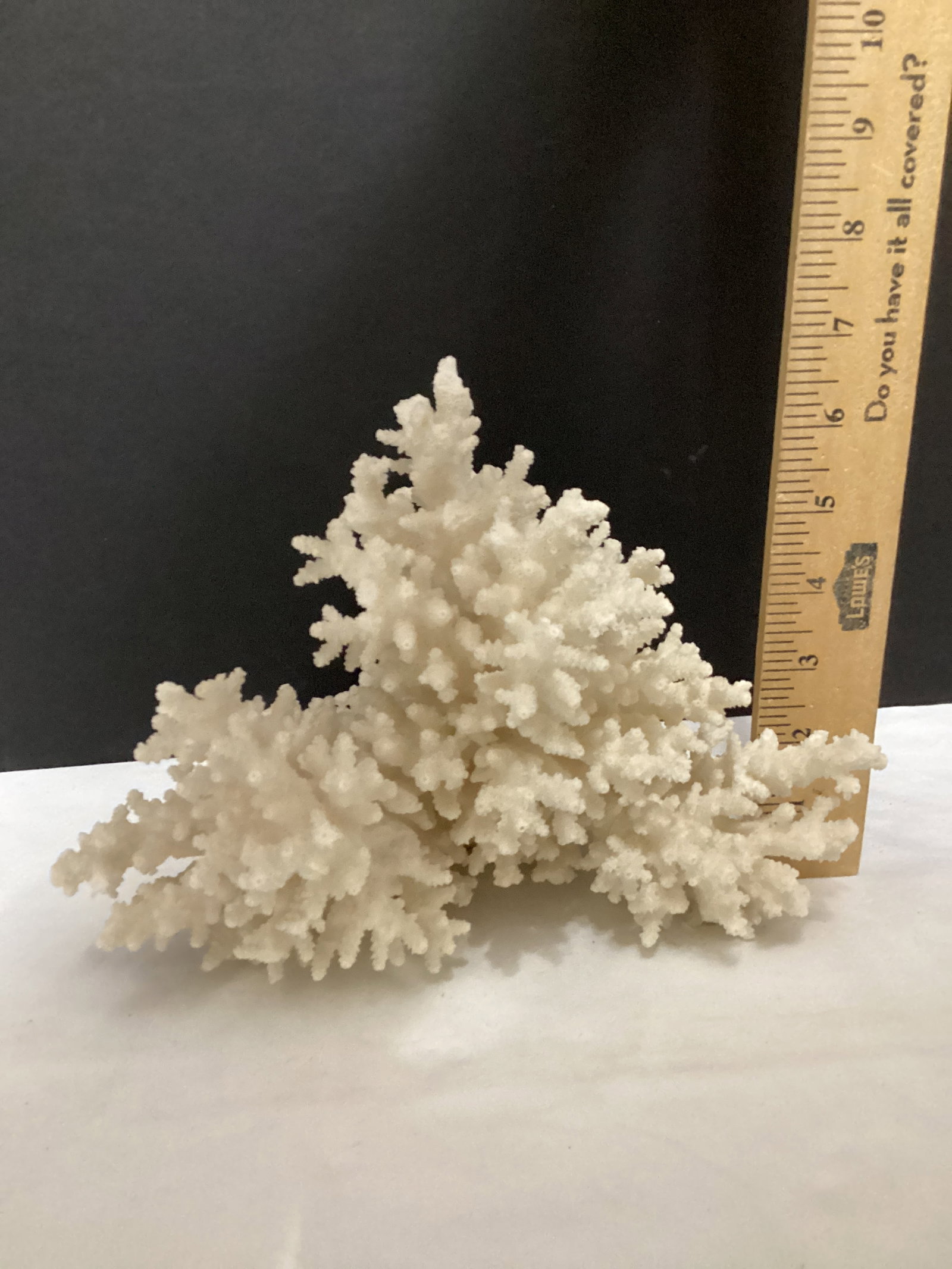 Faux Coral - 2