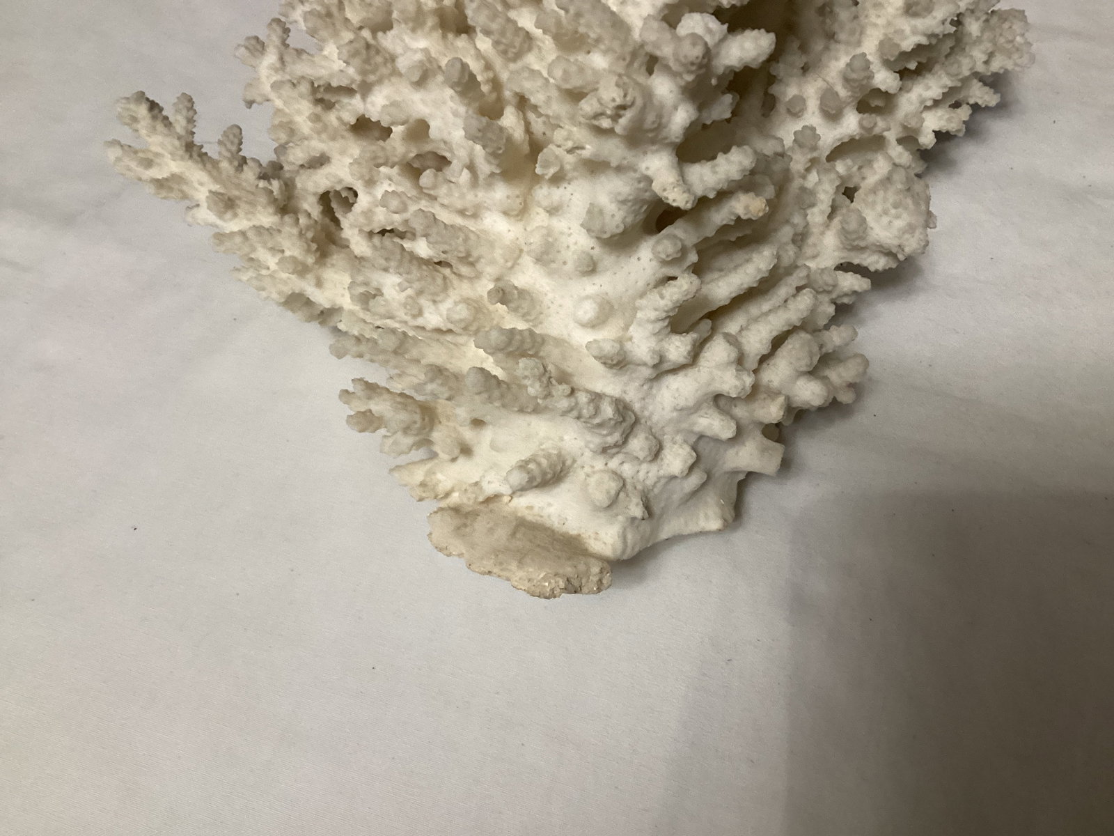 Faux Coral - 3