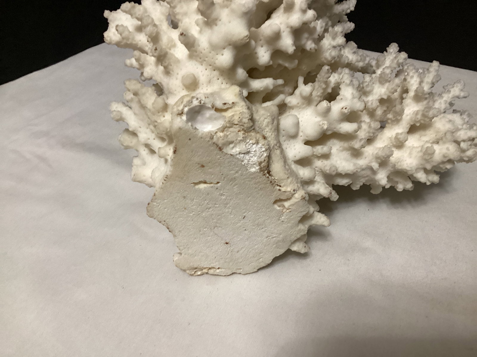 Faux Coral - 4