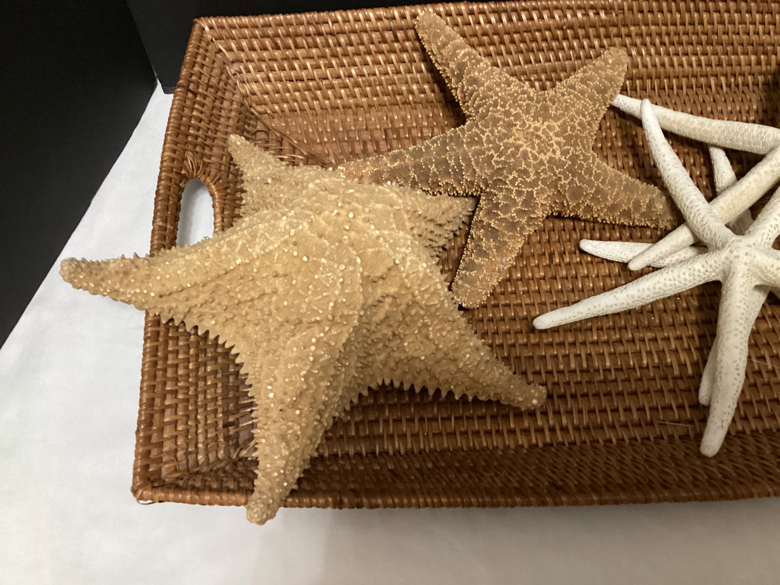 Five Large Starfish - 2