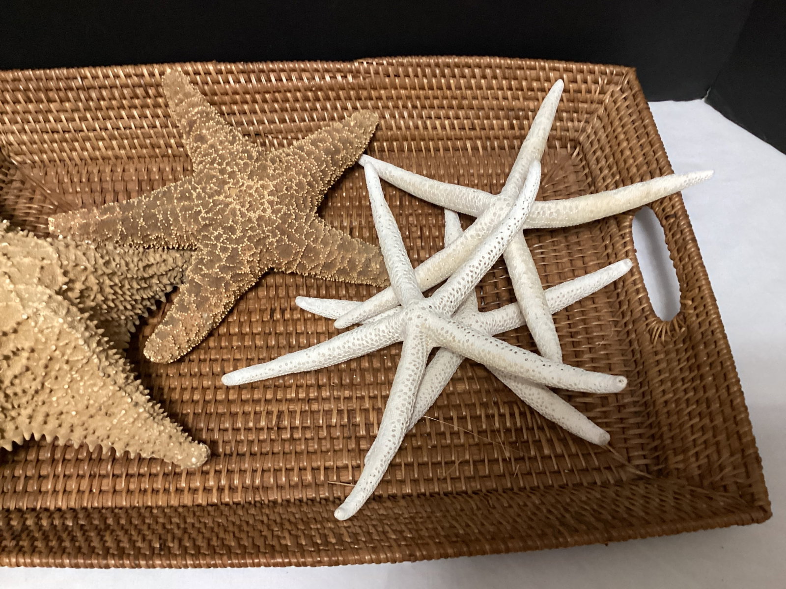 Five Large Starfish - 3