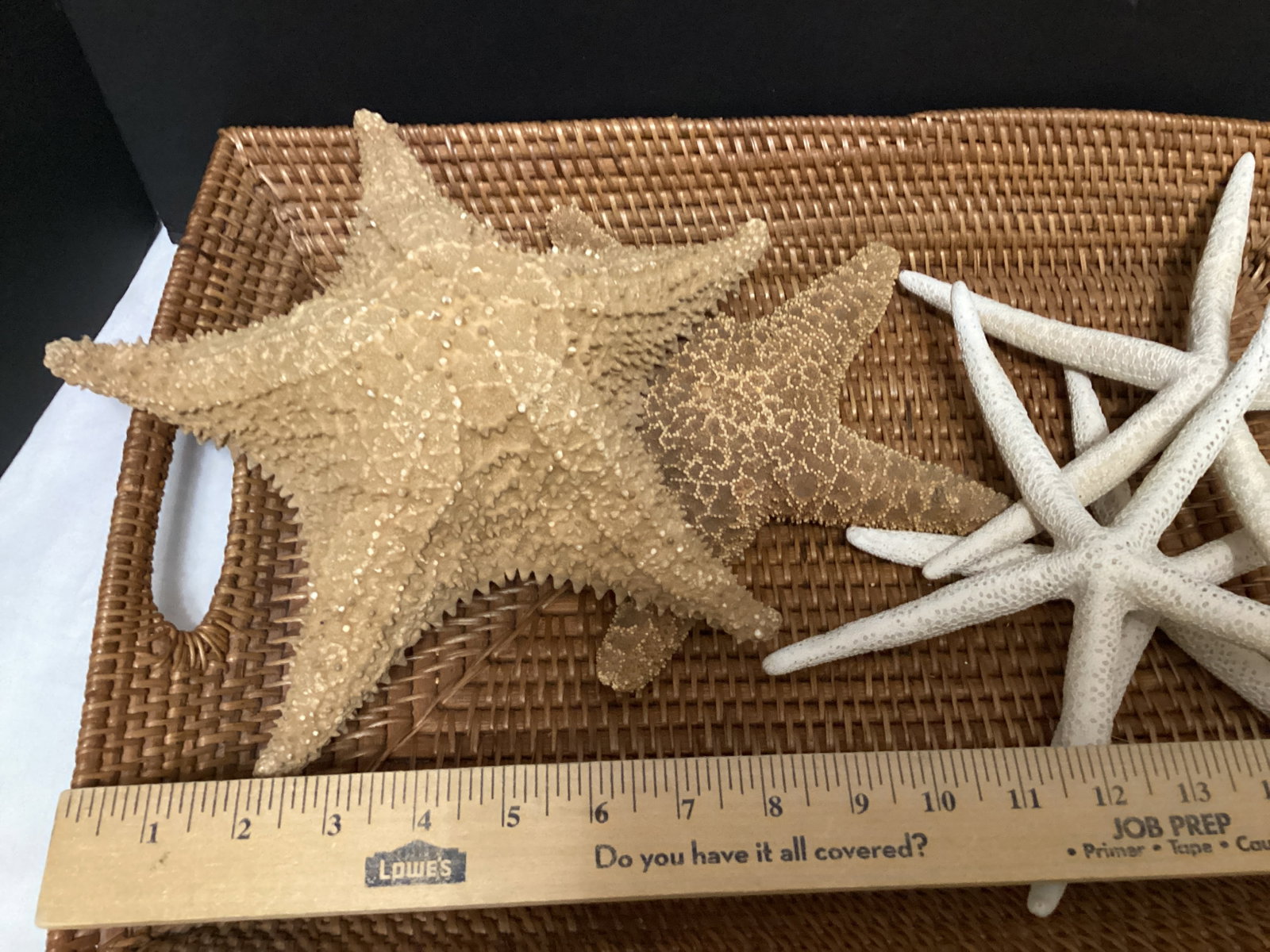 Five Large Starfish - 4