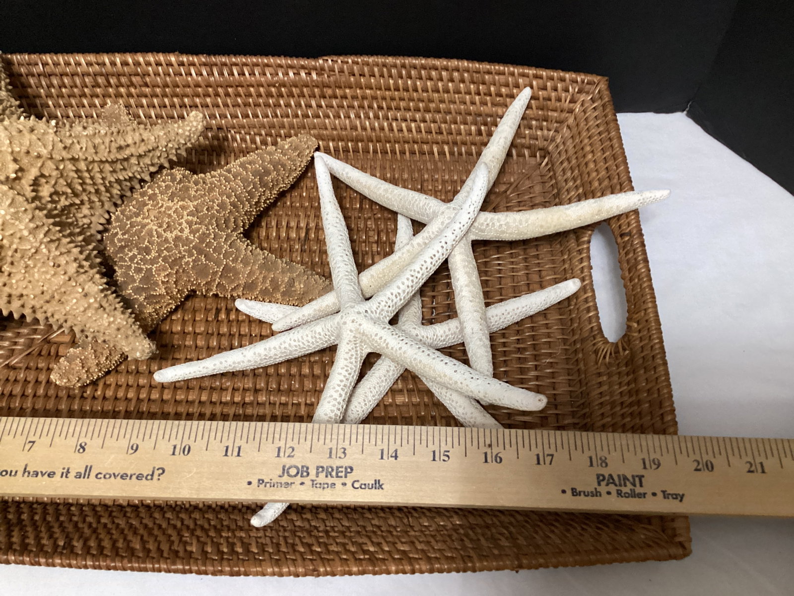 Five Large Starfish - 5