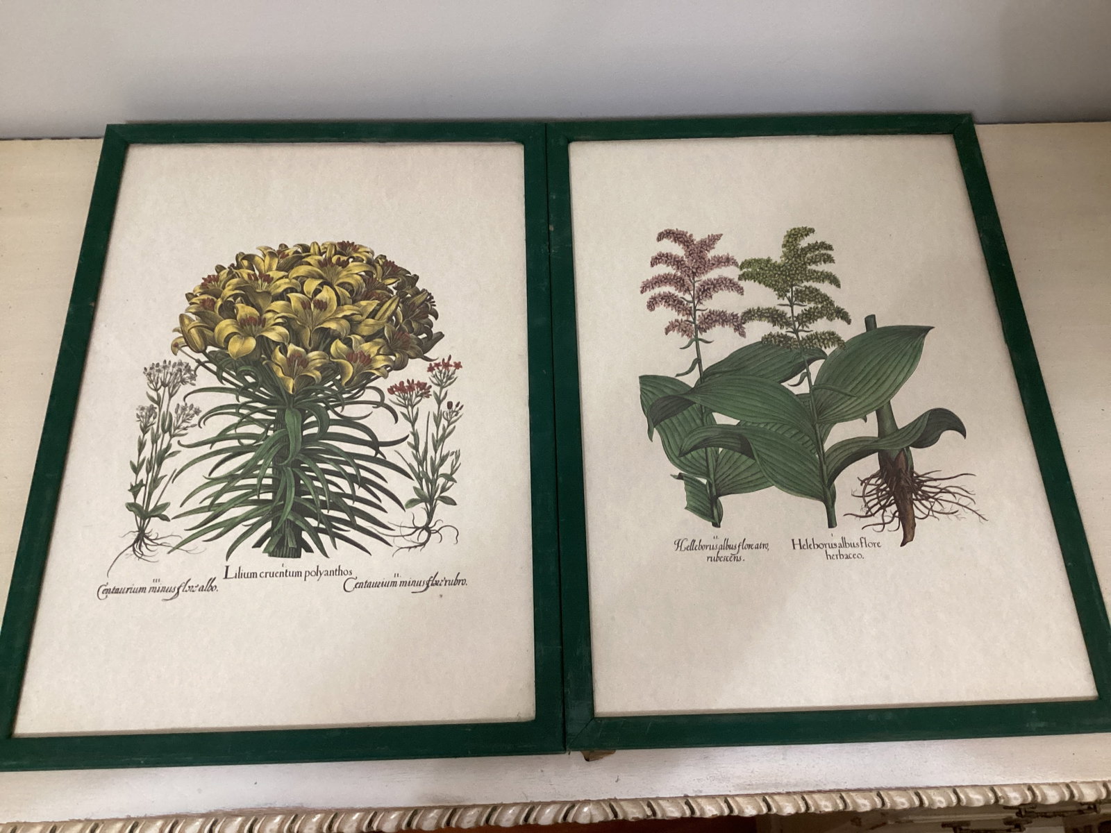 Two Framed Botanical Prints: 15" x 21"