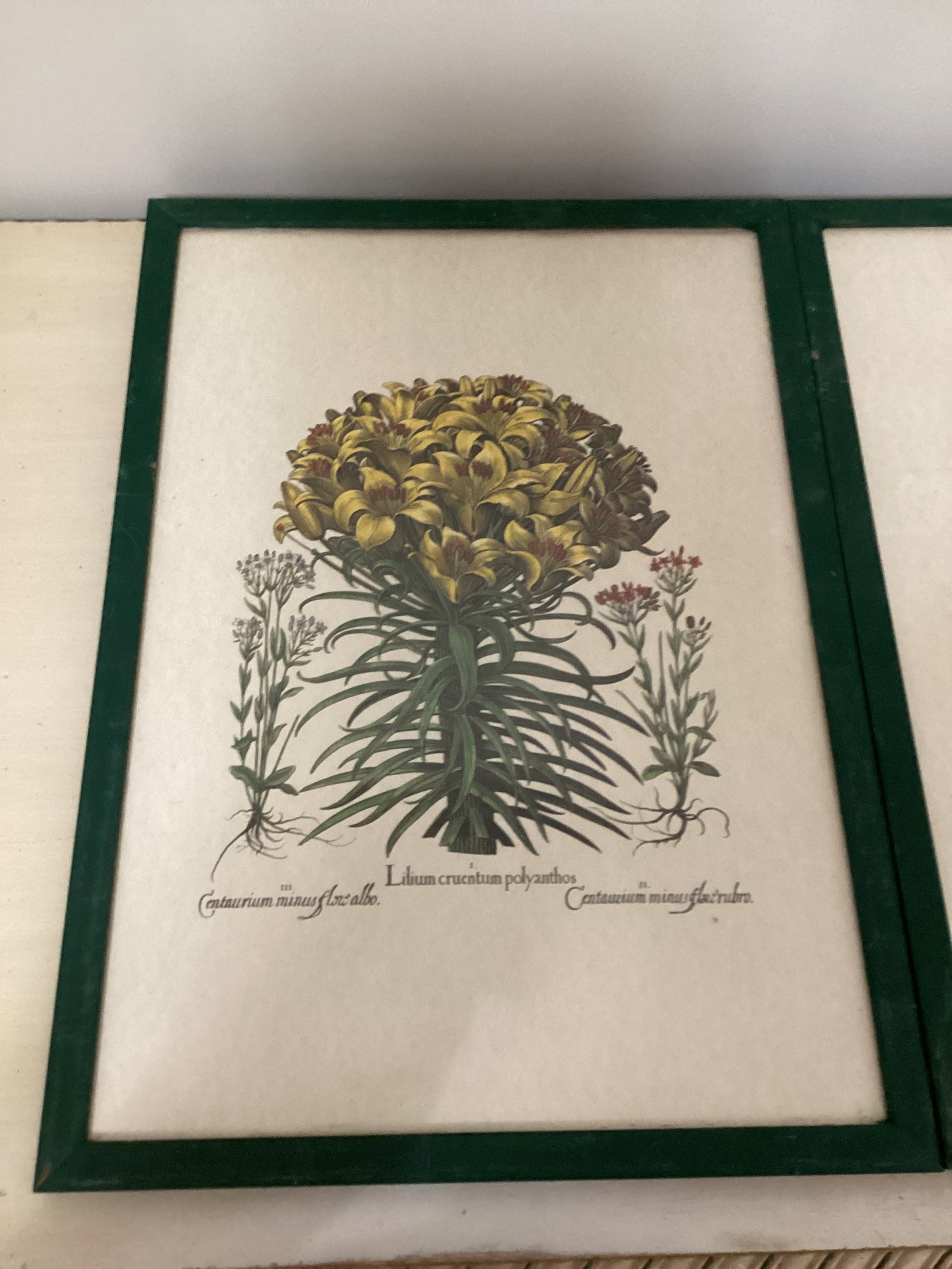 Two Framed Botanical Prints - 2
