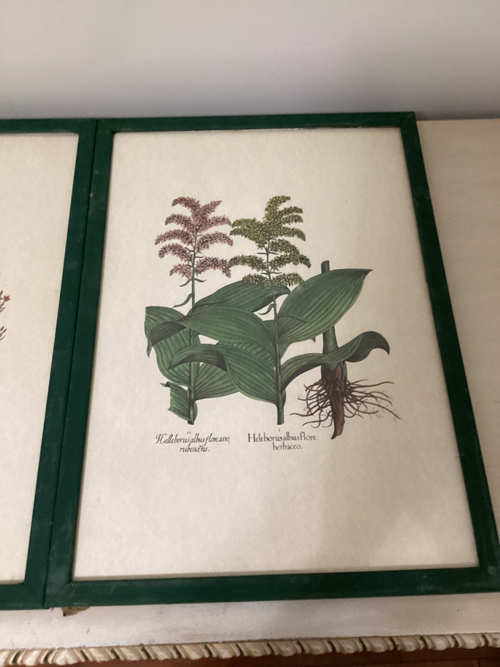 Two Framed Botanical Prints - 3
