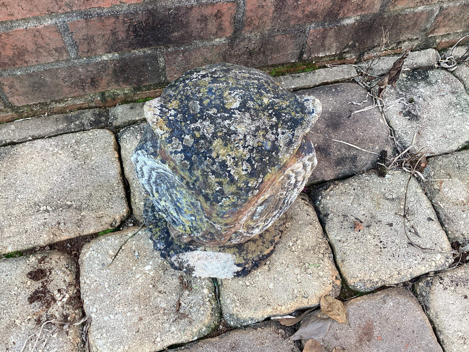 Concrete Owl - 2