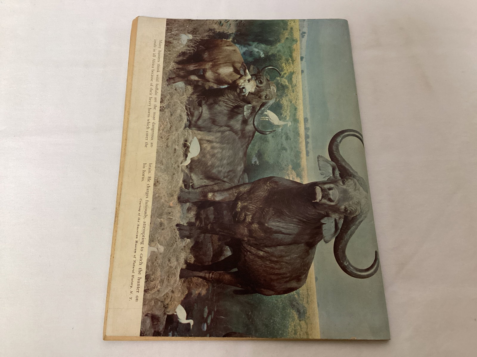 Tarzan 24 Dell Comic Book - 8