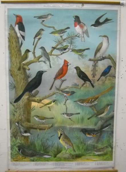 AUDUBON CHART: AUDUBON BIRD SCHOOL CHART NO. 2, BY MASS. AUDUBON SOCIETY 1900. USED CONDITION; CREASES; 2 SMALL HOLES; STAINS. OPENED MEASURES 30 INCHES X 43 INCHES