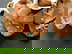 item-208763905=4