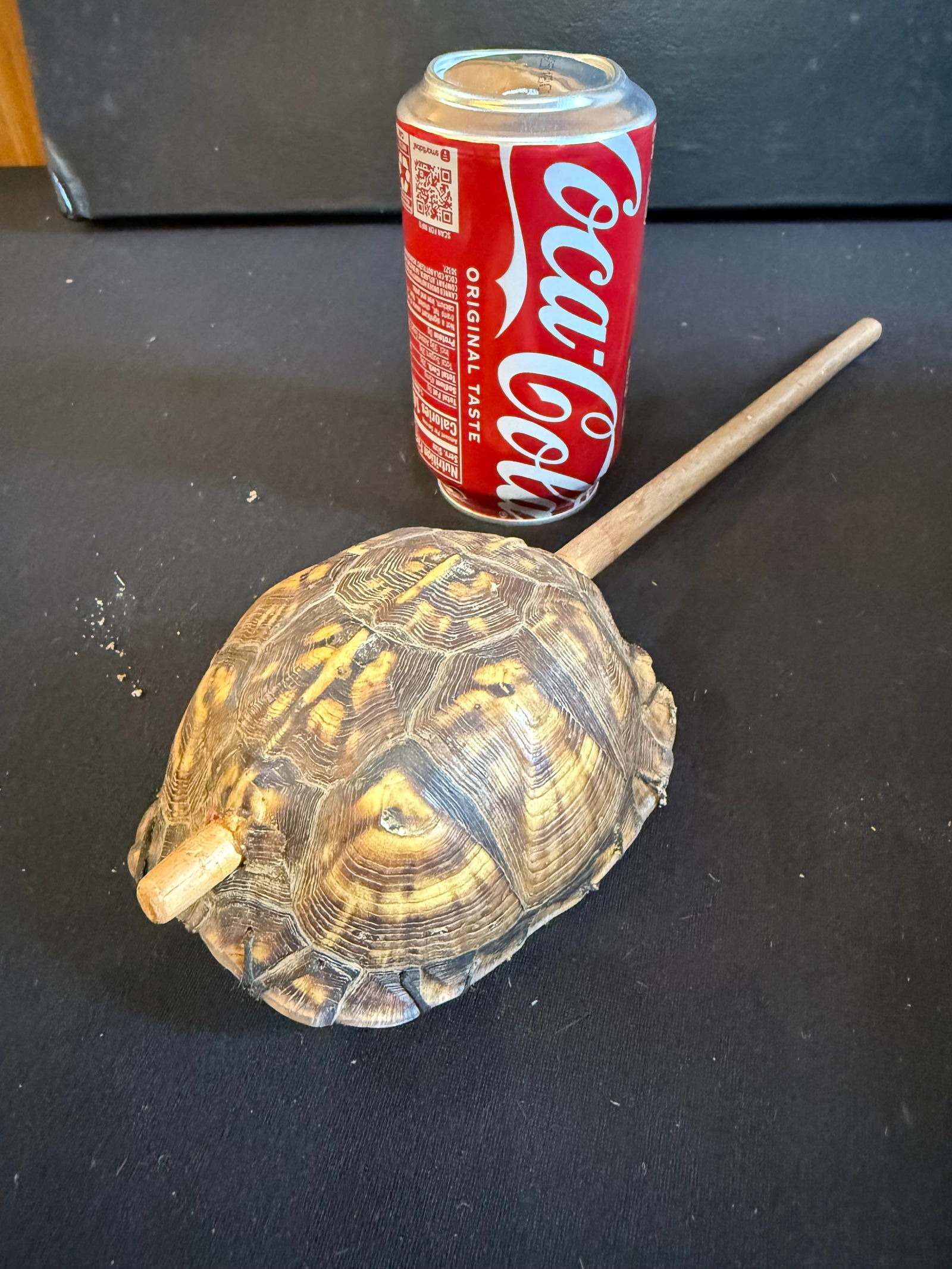 Turtle shell rattle (1 of 3)