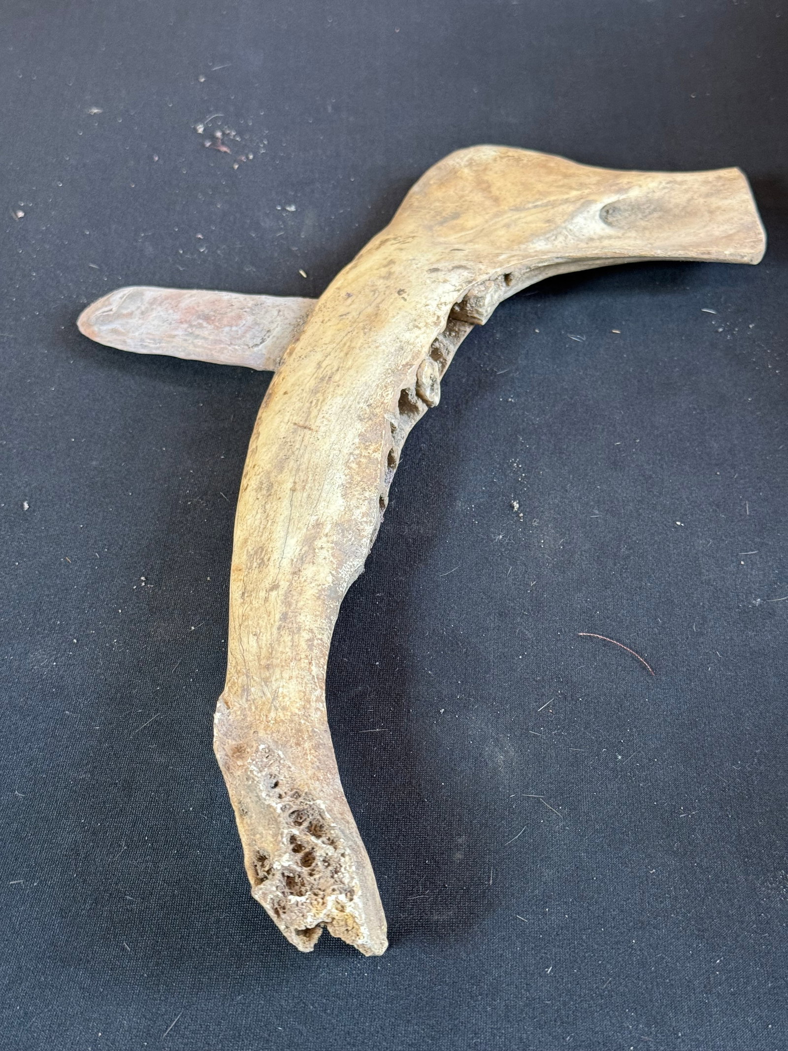 Jawbone weapon: Jawbone weapon