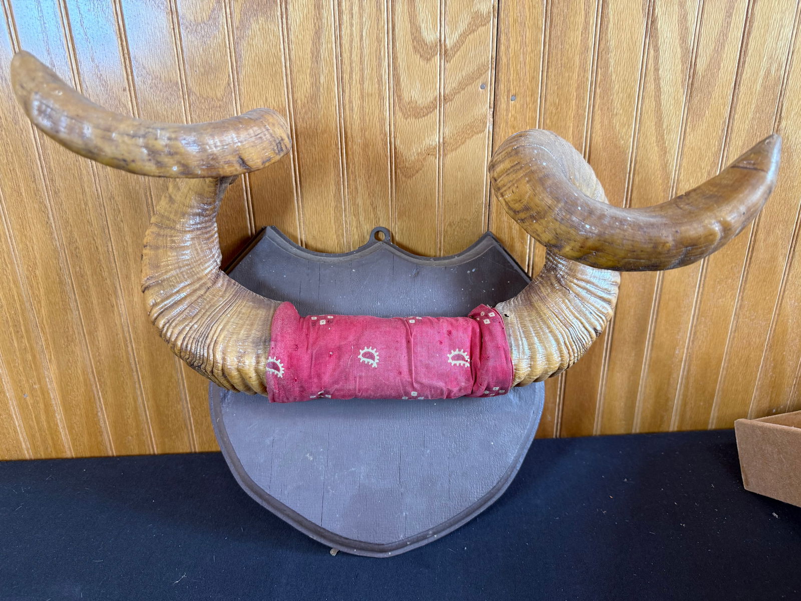 Ram horns on wooden shield: Ram horns on wooden shield