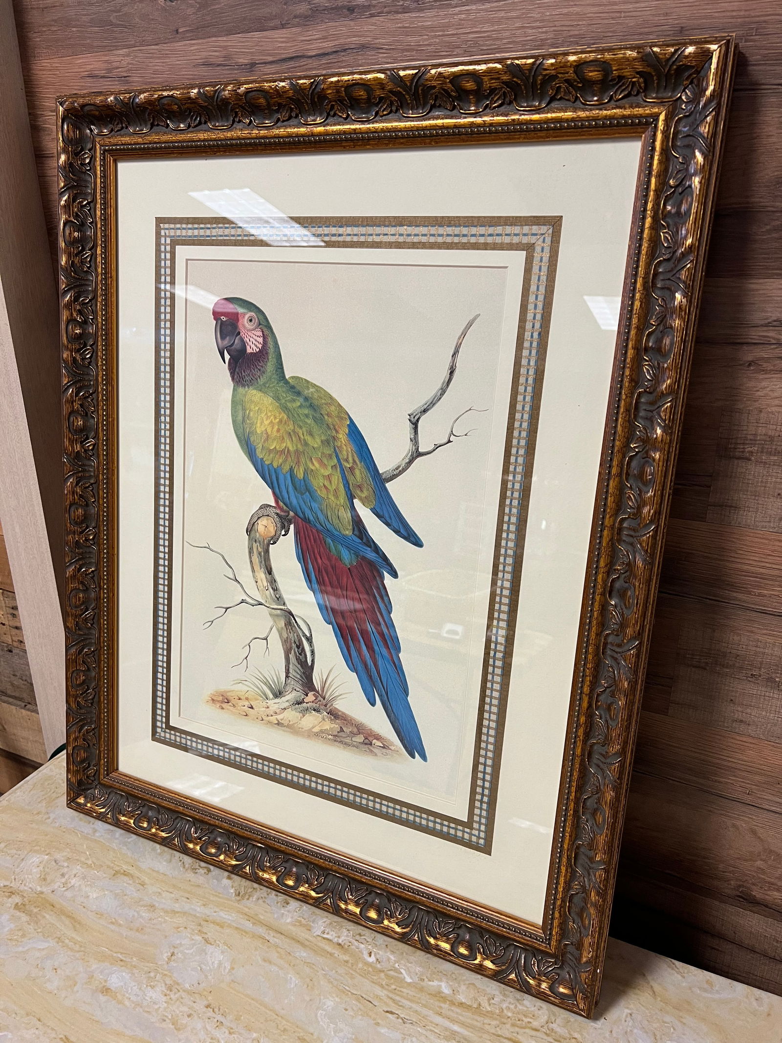 Signed Syd Edwards Parrot Print (1 of 3)