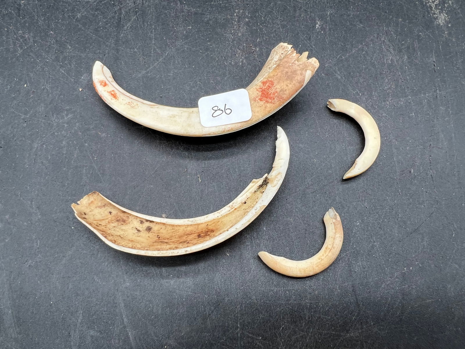 Set of Warthog Tusks: Set of Warthog Tusks