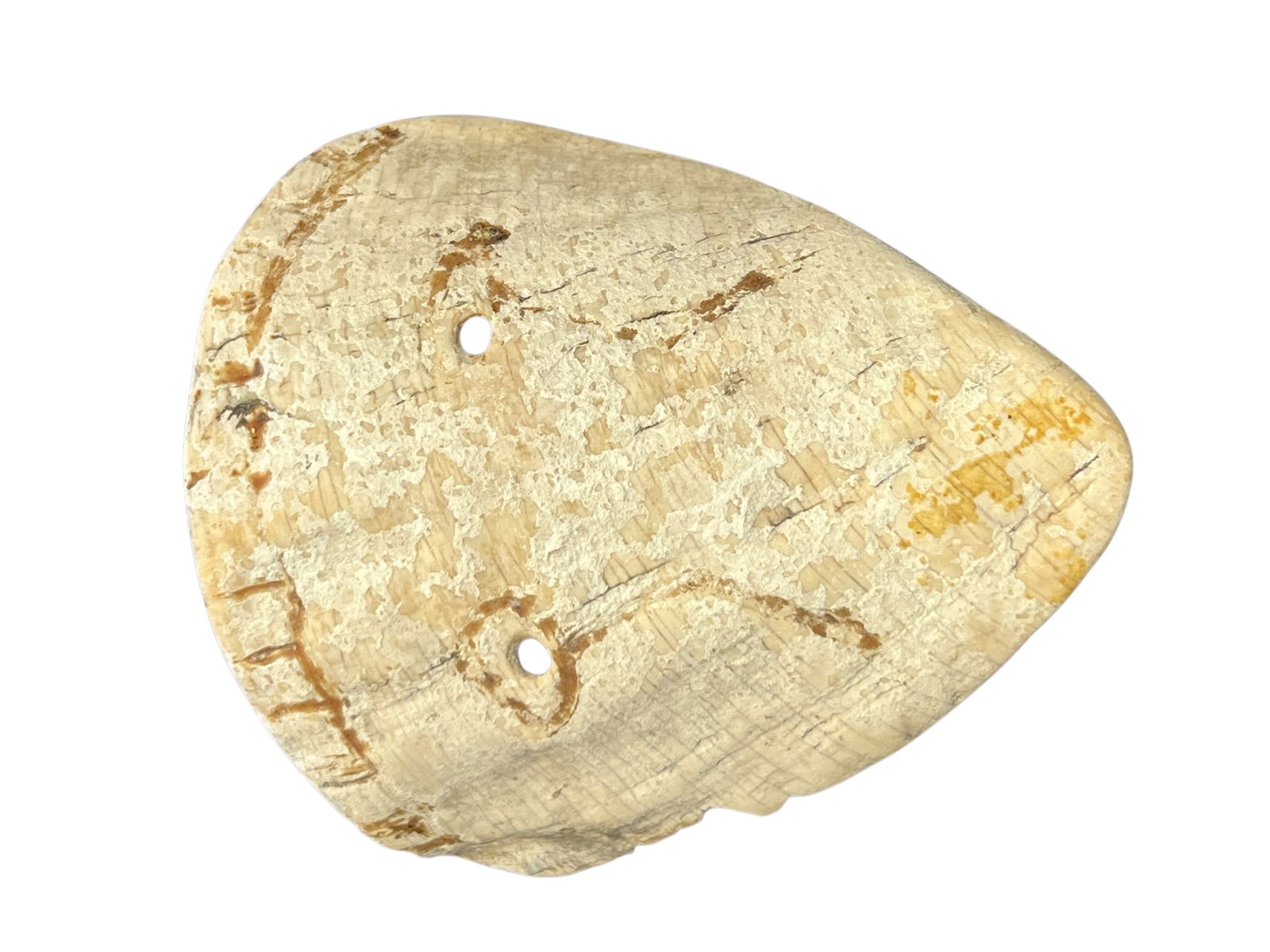 Mississippian Culture Shell Gorget: This artifact appears to be a Mississippian shell mask gorget, typically fashioned from marine conch or whelk shells traded inland from the Gulf of Mexico. [1]These items served as sacred emblems ofte