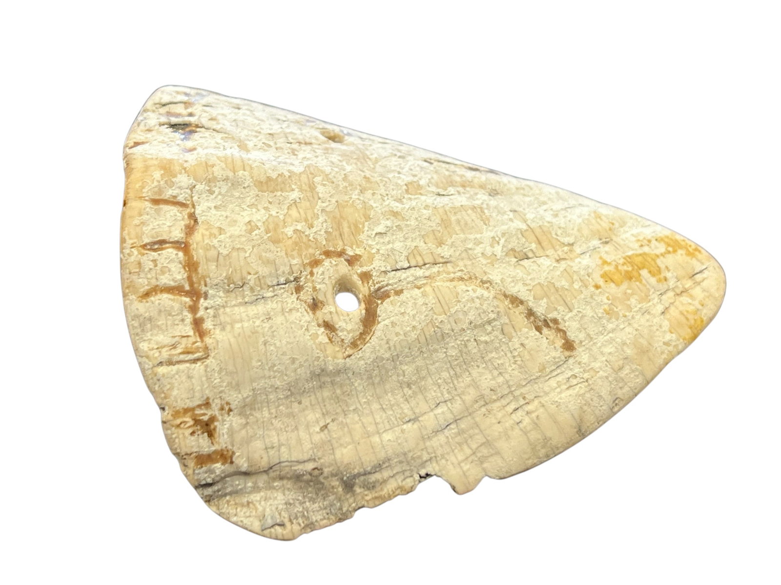 Mississippian Culture Shell Gorget - 2