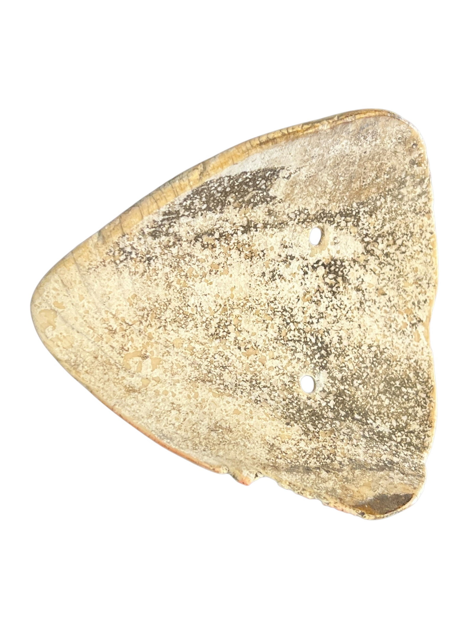 Mississippian Culture Shell Gorget - 3