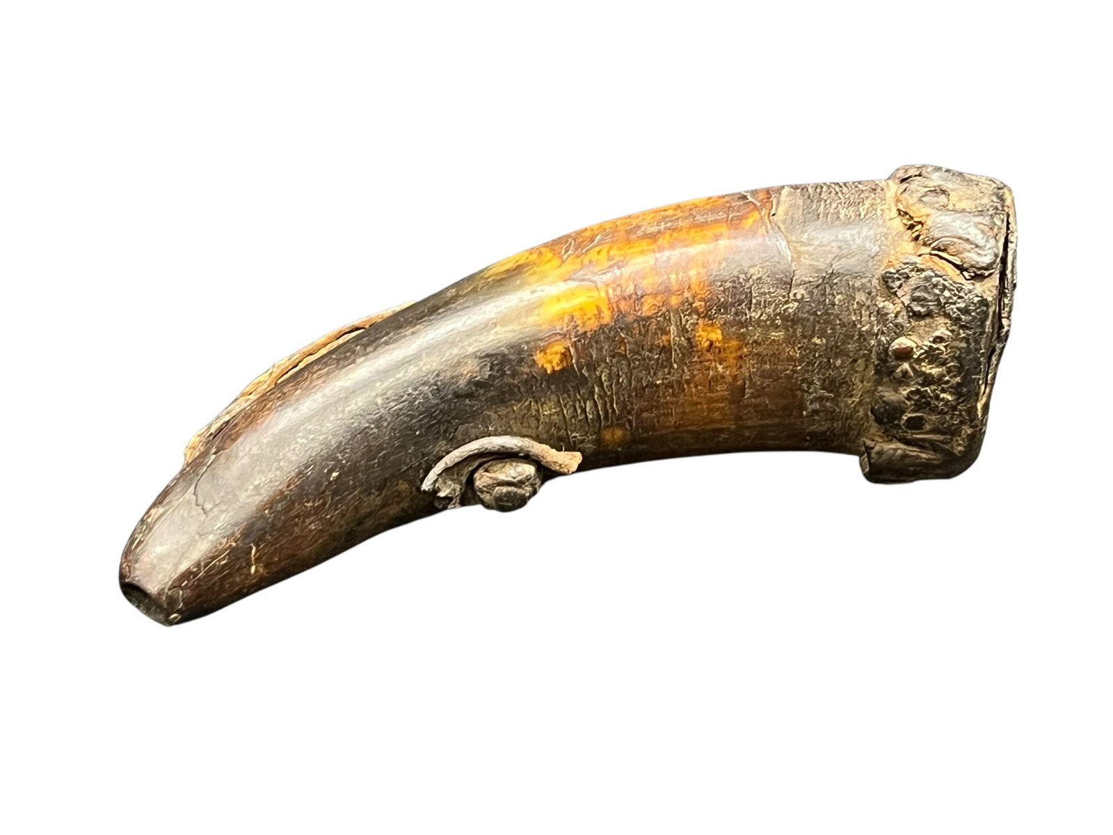 Powder Horn: The selected region shows an antique, curved animal horn utilized as a traditional gunpowder flask or powder horn, featuring a dark, patinated surface and a fitted base plug. [1, 2]Material & Construc