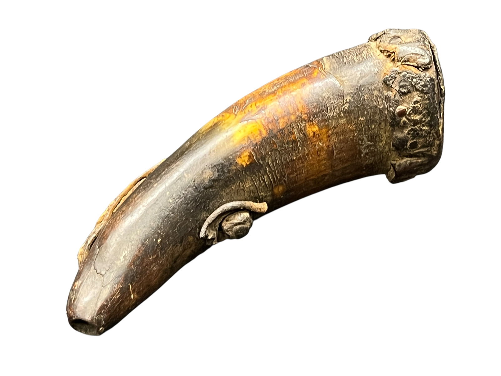 Powder Horn - 2