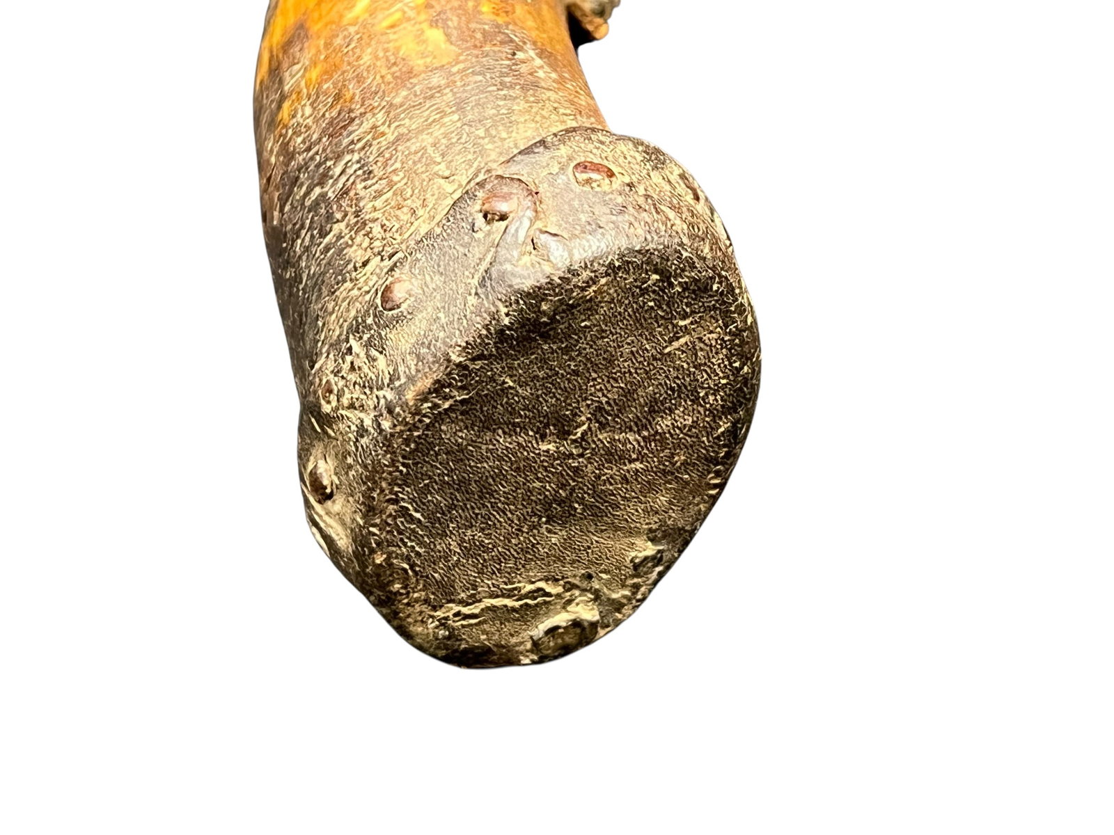 Powder Horn - 5