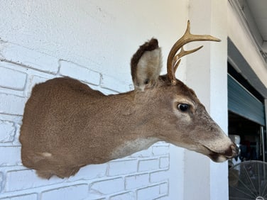 Taxidermy Deer Buck Head