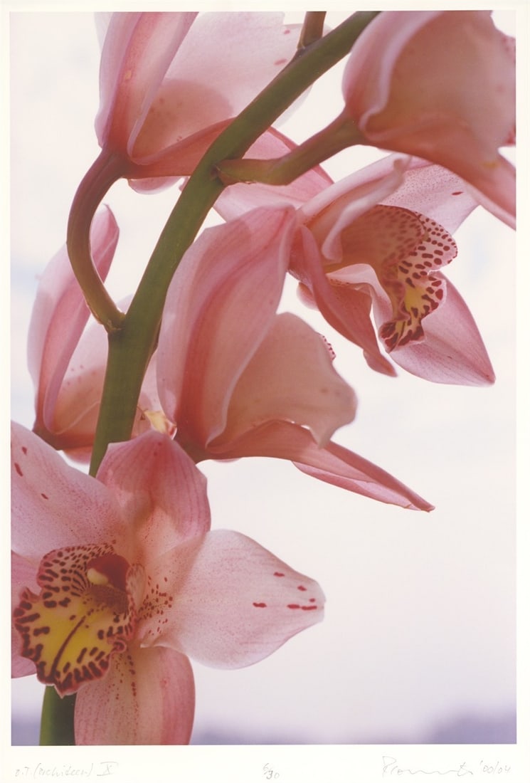 Thomas Florschuetz. ”o. T. (Orchideen) X”. 2000/04: Thomas Florschuetz (Zwickau 1957 – lives in Berlin). ”o. T. (Orchideen) X”. 2000/04 C-print on wove paper. 44,9 × 31 cm (48,2 × 32,8 cm) (17&n