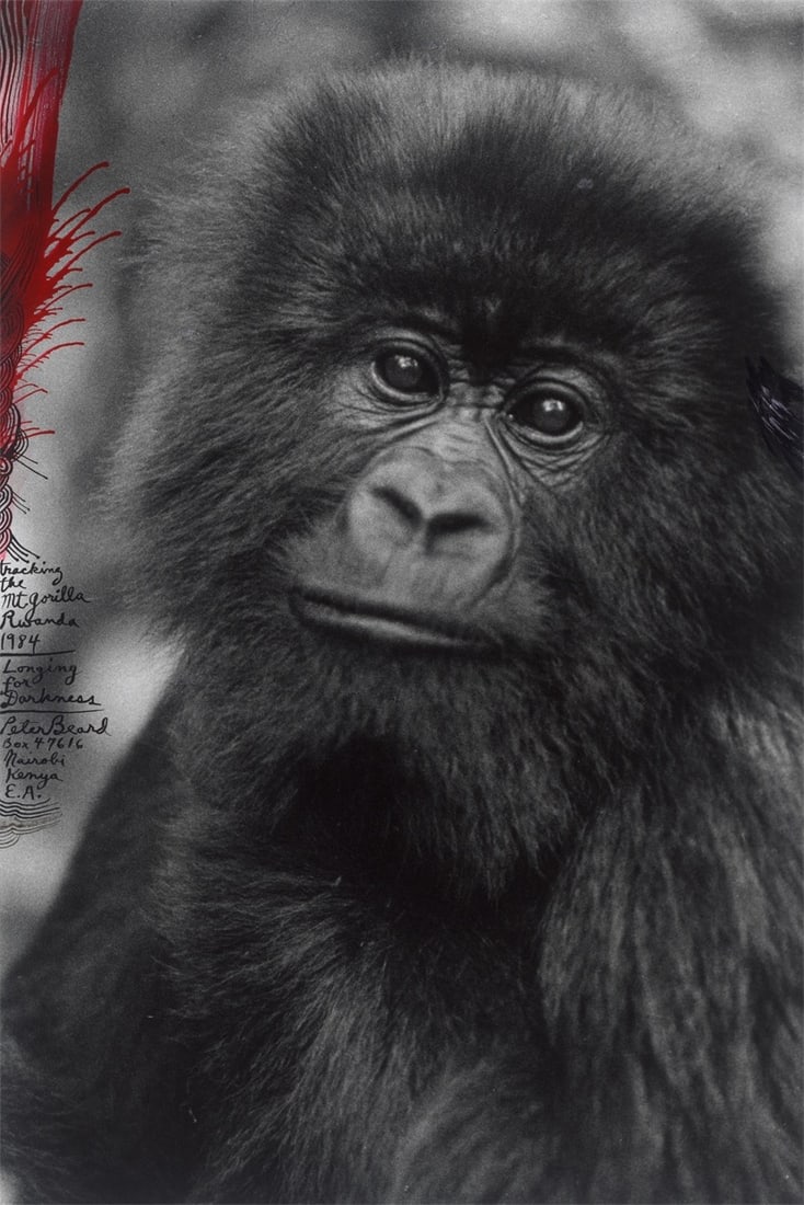 Peter Beard. ”Tracking the Mt. Gorilla, Rwanda”. 1984: Peter Beard (New York 1938 – 2020 Montauk, New York). ”Tracking the Mt. Gorilla, Rwanda”. 1984 Gelatin silver print with original drawings by Peter Beard in ink, 1998. Unique work. 3