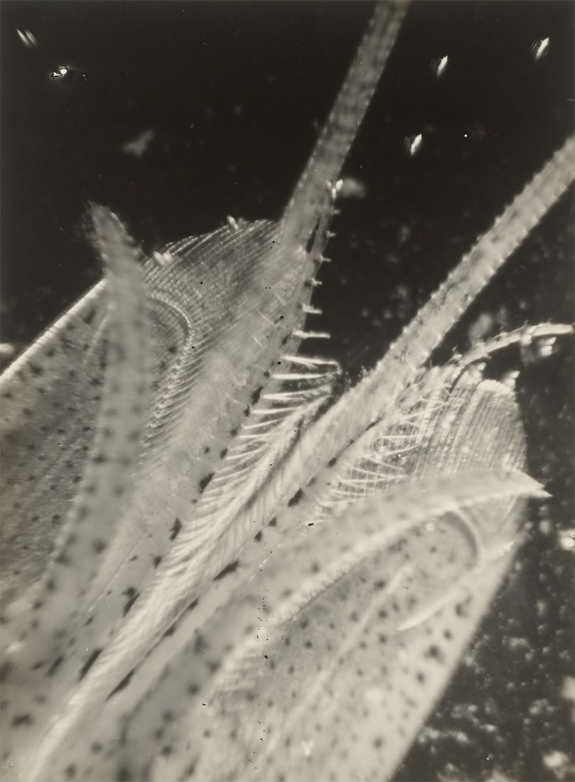 Eli Lotar. ”Détail de la tête de la crevette (fond noir)”. 1929: Eli Lotar (1905 – Paris – 1969). ”Détail de la tête de la crevette (fond noir)”. 1929 Vintage. Gelatin silver print. 22,4 × 16,5 cm (23,7 
