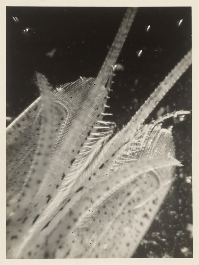 Eli Lotar. ”Détail de la tête de la crevette (fond noir)”. 1929 - 2