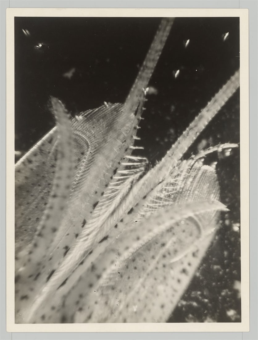 Eli Lotar. ”Détail de la tête de la crevette (fond noir)”. 1929 - 3