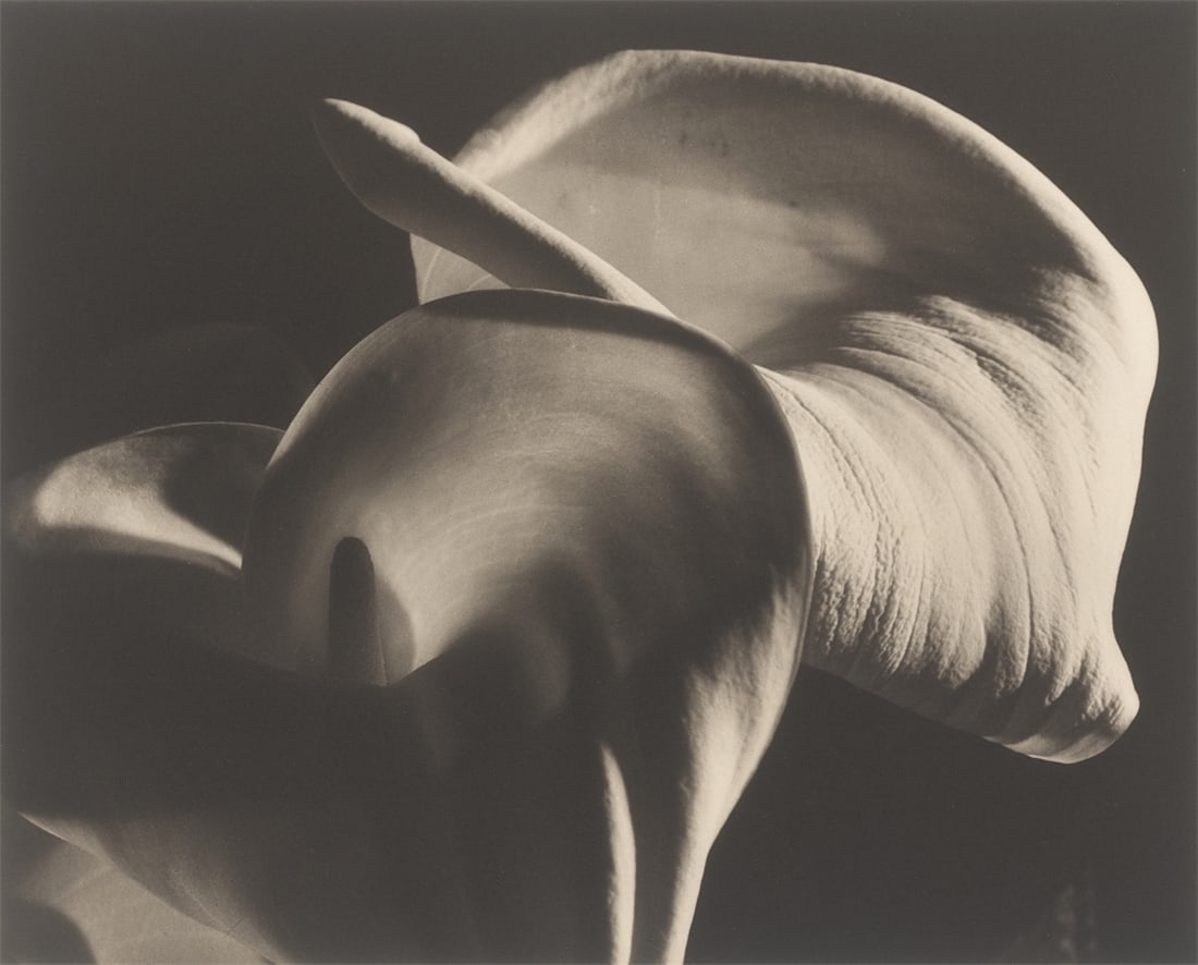 Horst P. Horst (i.e. Horst Paul Albert Bohrmann). Calla Aethiopica. 1945: Horst P. Horst (i.e. Horst Paul Albert Bohrmann) (Weißenfels 1906 – 1999 Palm Beach Gardens, Florida). Calla Aethiopica. 1945 Platinum palladium print, printed later. 
