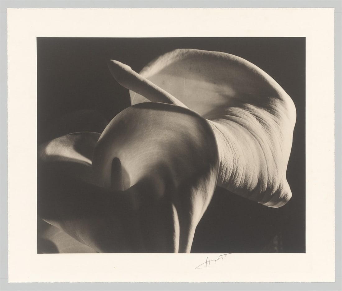 Horst P. Horst (i.e. Horst Paul Albert Bohrmann). Calla Aethiopica. 1945 - 3