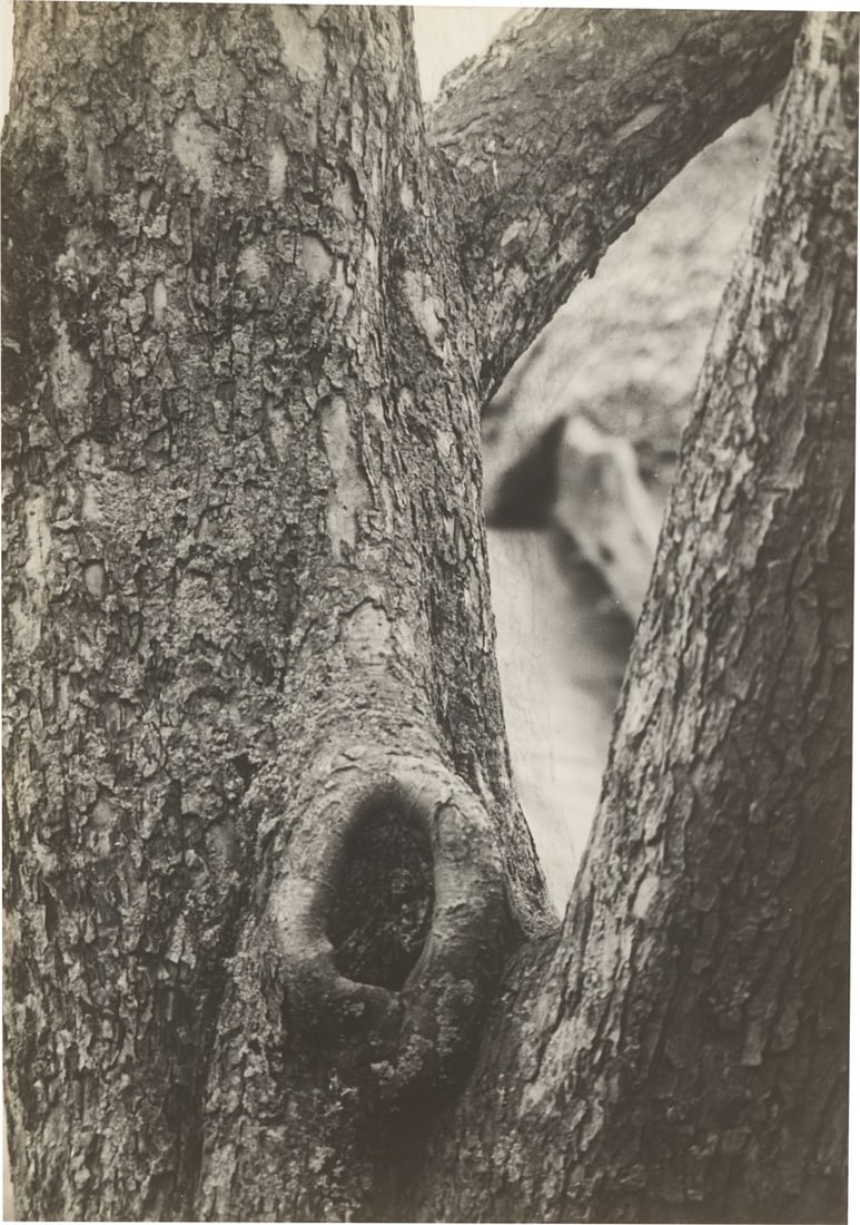 Raoul Hausmann. ”Tronc de Pommier”, Limoges. 1950: Raoul Hausmann (Vienna 1886 – 1971 Limoges). ”Tronc de Pommier”, Limoges. 1950 Vintage. Gelatin silver print. Agfa Brovira paper. 21,1 × 14,9 cm