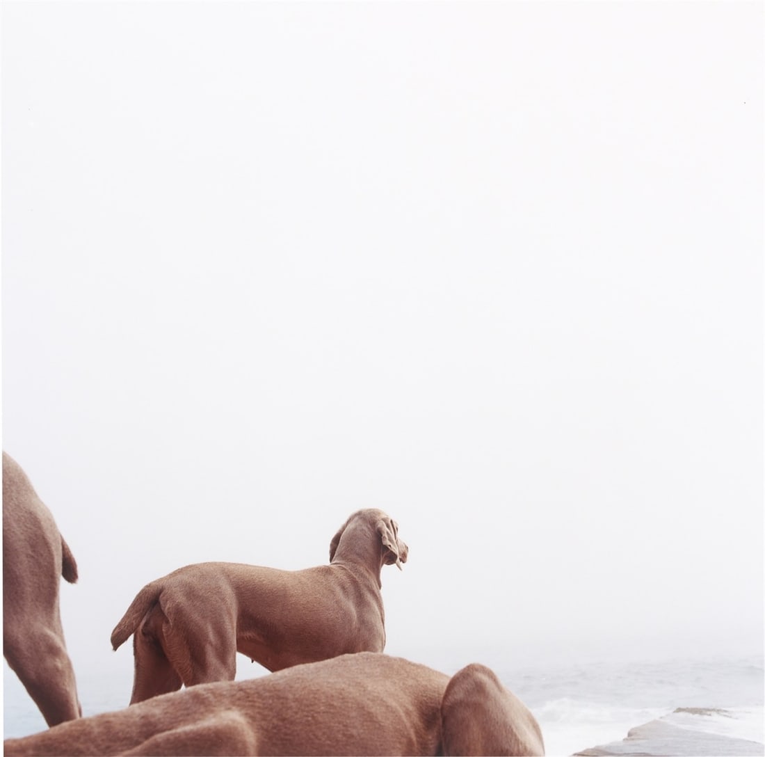 William Wegman. ”Ocean View”. 2002 (1 of 5)