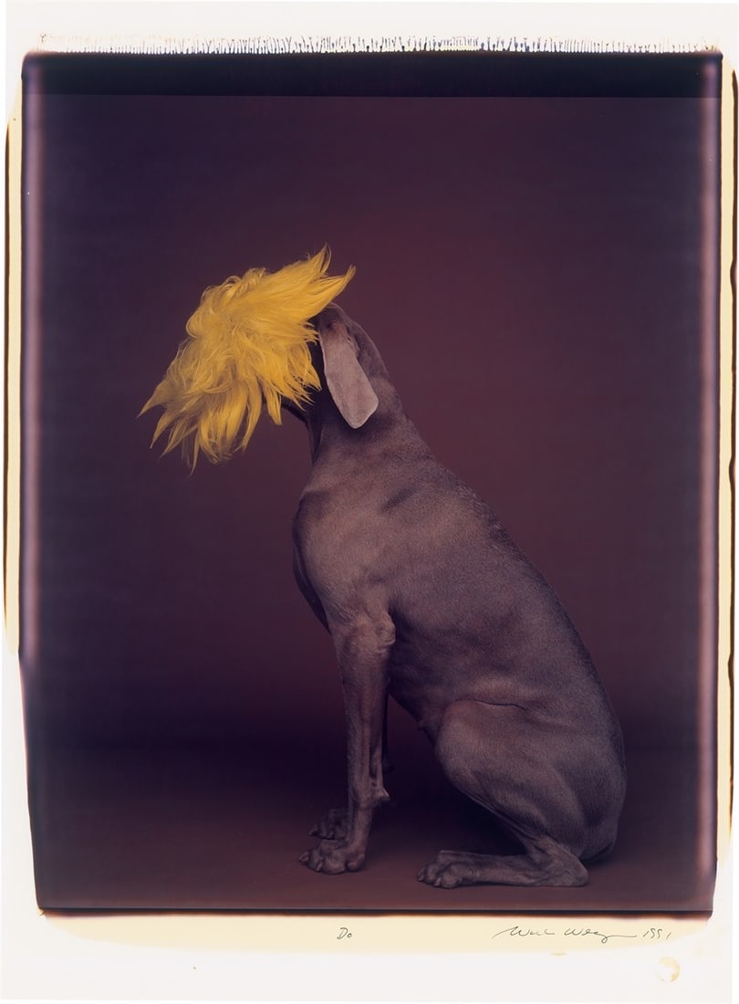 William Wegman. ”Do". 1991: William Wegman (Holyoke/Massachusetts 1943 – lives in New York). ”Do". 1991 Polaroid (Polacolor ER). Unique work. 61 × 50,8 cm (75 × 55,8 cm)
