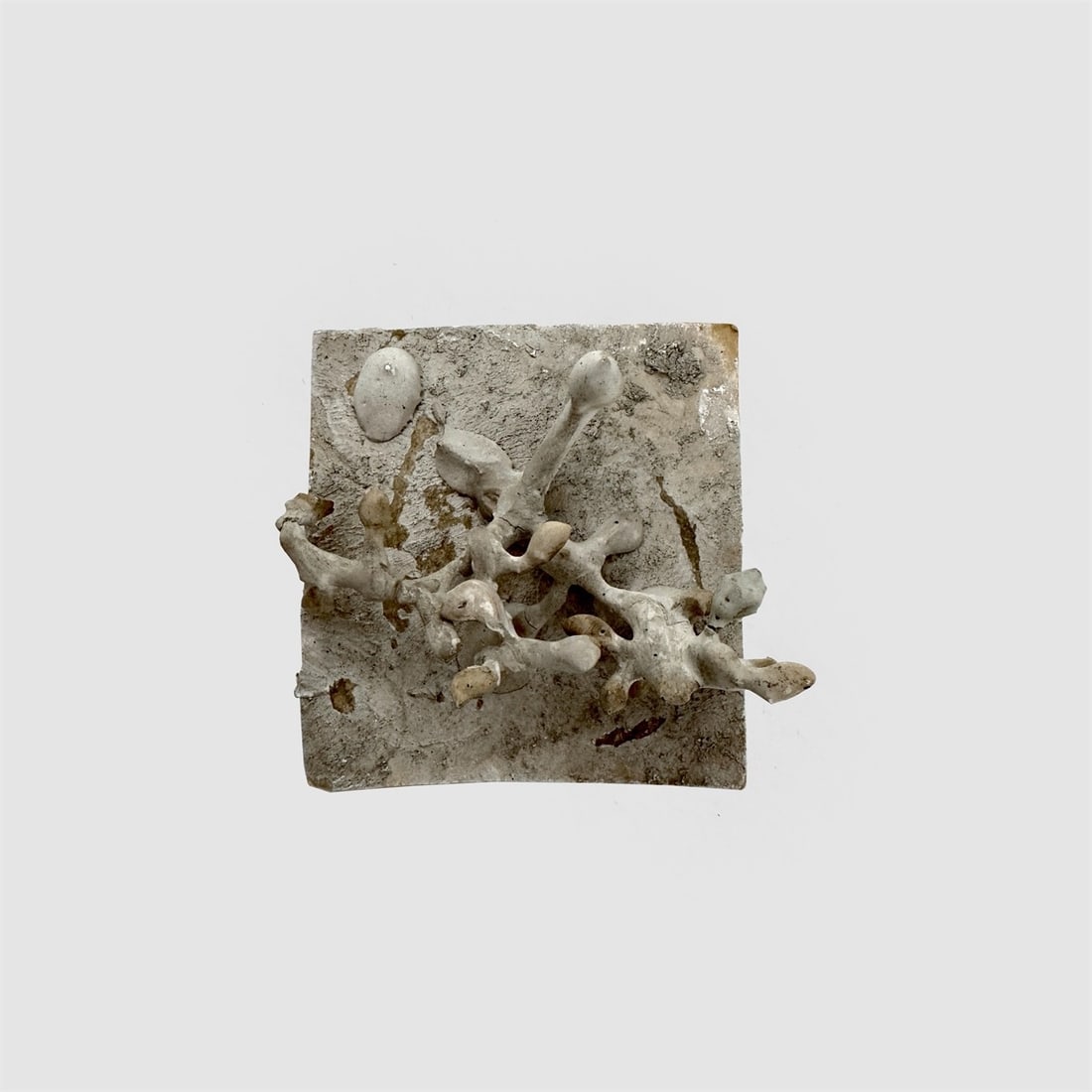 Hermann Glöckner. Ein Weintraubenstiel auf quadratischer Platte, gipsübergossen. 1960: Hermann Glöckner (Cotta near Dresden 1889 – 1987 Berlin). Ein Weintraubenstiel auf quadratischer Platte, gipsübergossen. 1960 Grape stalk, dipped in plaster, on cardboard.
