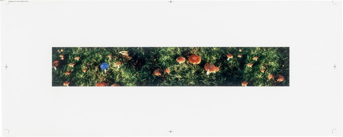 Carsten Höller. Untitled (mushrooms). 1997: Carsten Höller (Brussels 1961 – lives in Cologne and Stockholm). Untitled (mushrooms). 1997 C-print. 10,5 × 65,5 cm (57,8 × 103,6 cm)