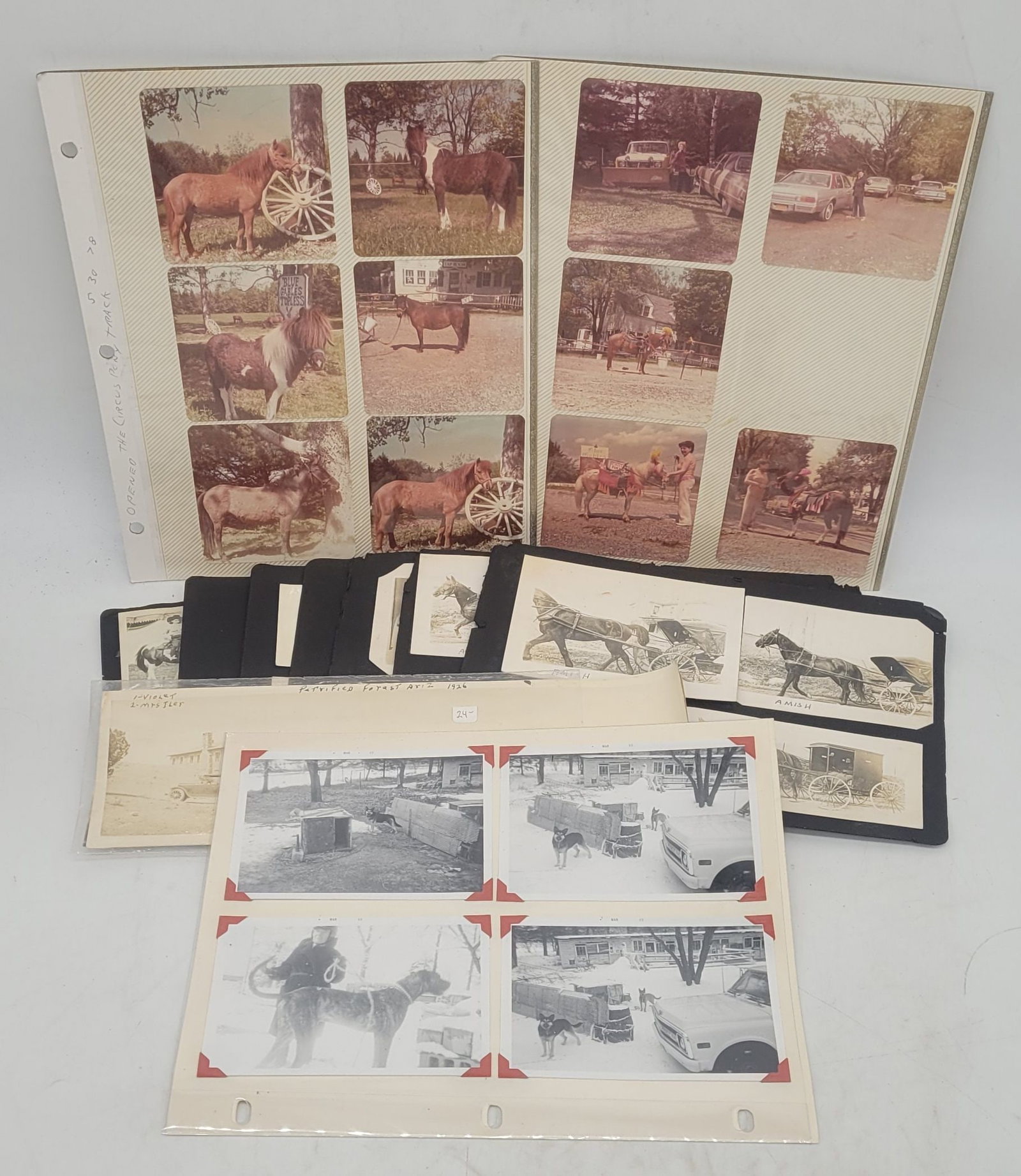 Loose Album Pages - Miss America Luncheon NJ Amish Carriage Great Dane Parade Horses Pertrified: Loose Album Pages - Miss America Luncheon NJ, Amish Carriage, Great Dane, Parade Horses, Pertrified Forrest 1926 -