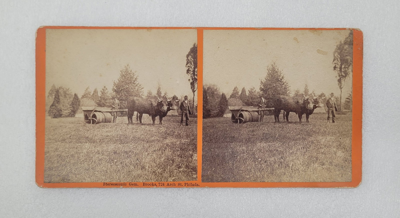 Stereoview Card Oxen Rolling The Park Stereoscopic Gem Phila.: Stereoview Card Oxen Rolling The Park Stereoscopic Gem Phila. - 3.25" by 7".