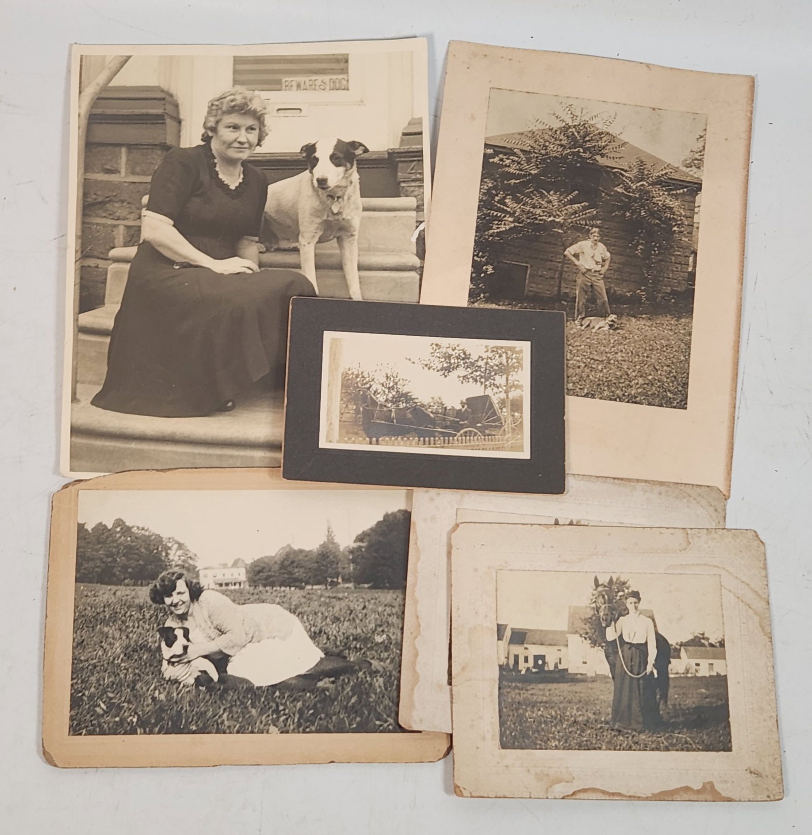 Vintage Black & White Photographs - Dogs, Horses, Buggy - Lot of 5 (1 of 8)