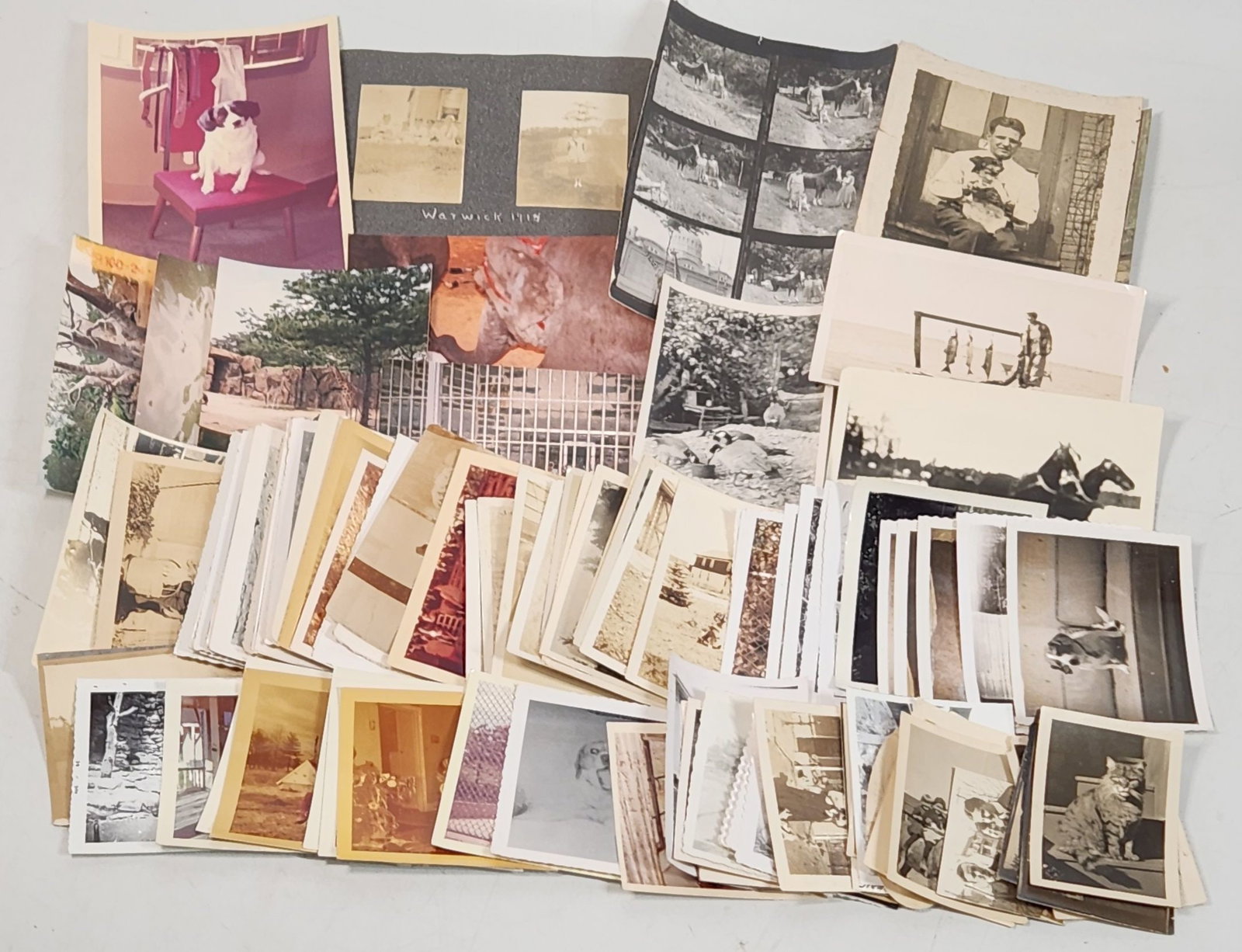 Vintage Photo Collection 100+ Snapshots Animals Landscapes (1 of 9)