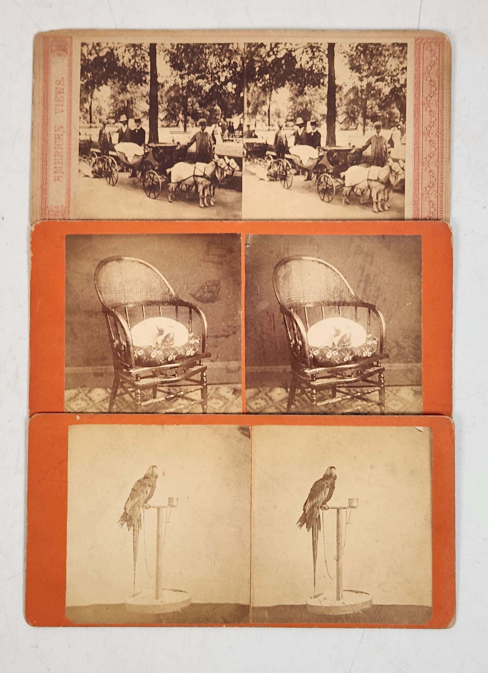 Antique Stereoview Cards - Goat Cart, Chair, Parrot - Set of 3 (1 of 6)