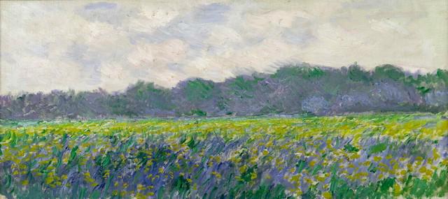 Claude Monet - Field of Yellow Irises: Artist: Claude Monet - Title: Field of Yellow Irises - Medium: Fine Art Reproduction Giclee on Canvas - Image Size: Approximately 9 inches x 20 inches - Unframed on Unstretched Canvas - Biography: Cla