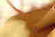 item-131988142=7