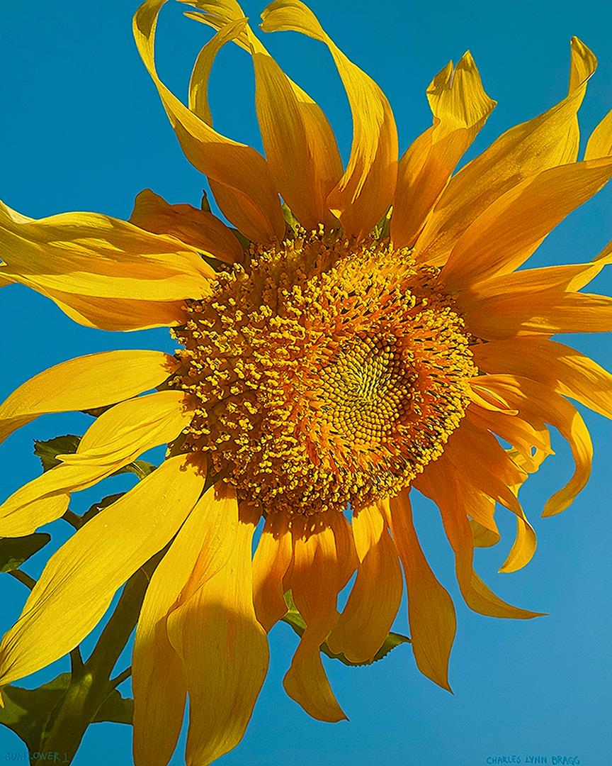 SUNFLOWER 2 by Charles Lynn Bragg: A Bragg monoprint, giclee on paper by Charles Lynn Bragg. A Sunflower shines and reaches for the Sun. 19 x 14.5