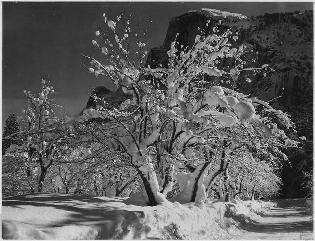 Adams - Half Dome, Apple Orchard, Yosemite: Artist: Ansel Adams - Title: Half Dome, Apple Orchard, Yosemite - Medium: Fine Art Reproduction Giclee on Canvas - Image Size: Approximately 24.5 inches x 32 inches - Unframed on Unstretched Canvas - 